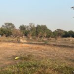 Terrain de 150 mètres carrés à vendre à Keur youngar