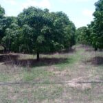 Terrain de 1 hectare à vendre à Mbour Sénégal