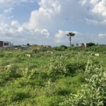 Terrains de 250 mètres carrés à vendre à Saly  Sénégal