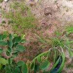 Terrain de 2 Ha à vendre à Komsilga – Ouagadougou